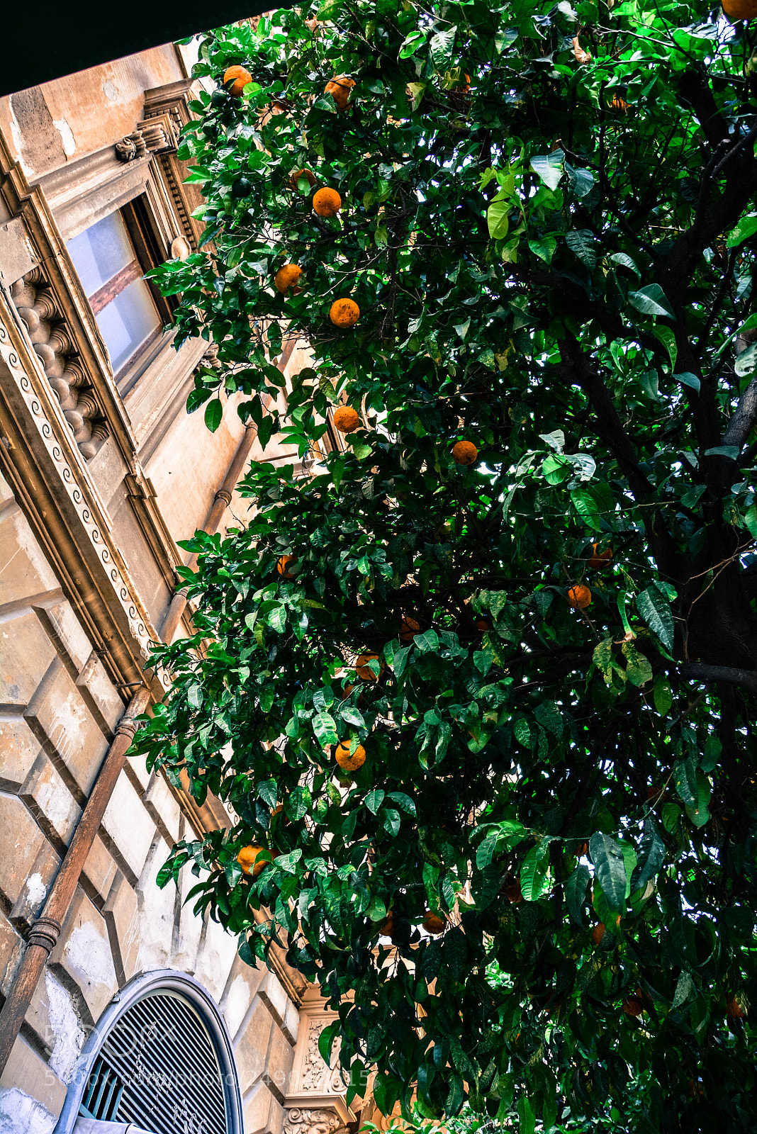 Nikon D5200 sample photo. Rome street photography