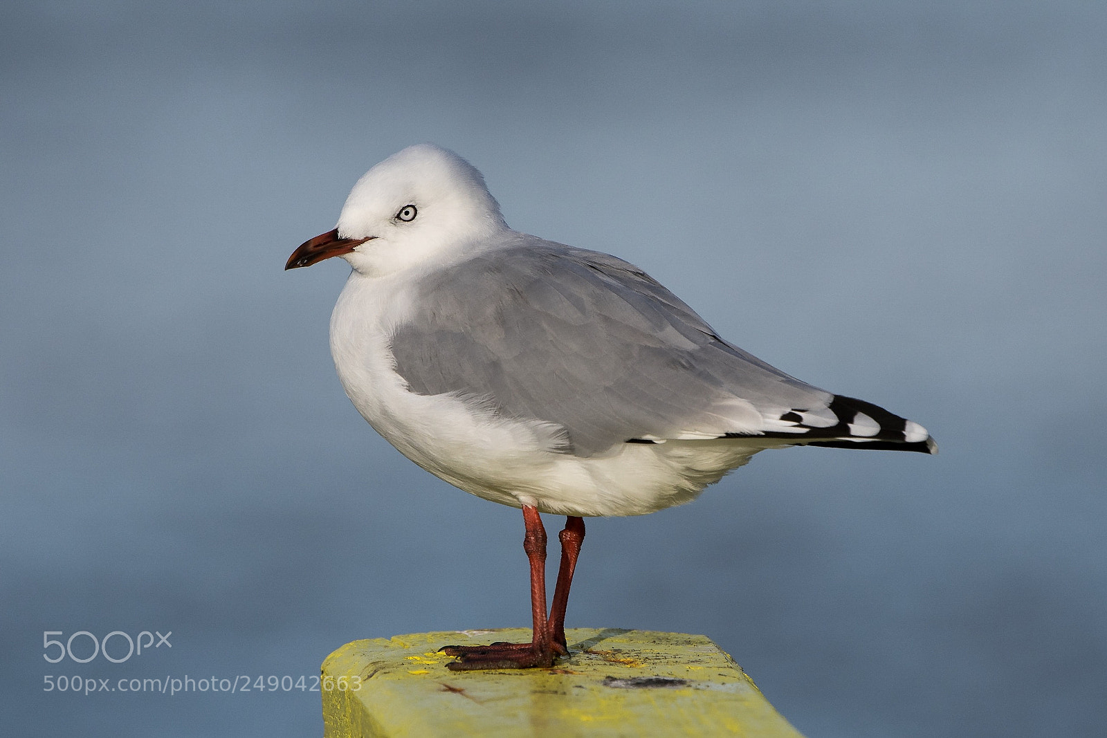 Nikon D500 sample photo. Red-billed gull / tarāpunga photography