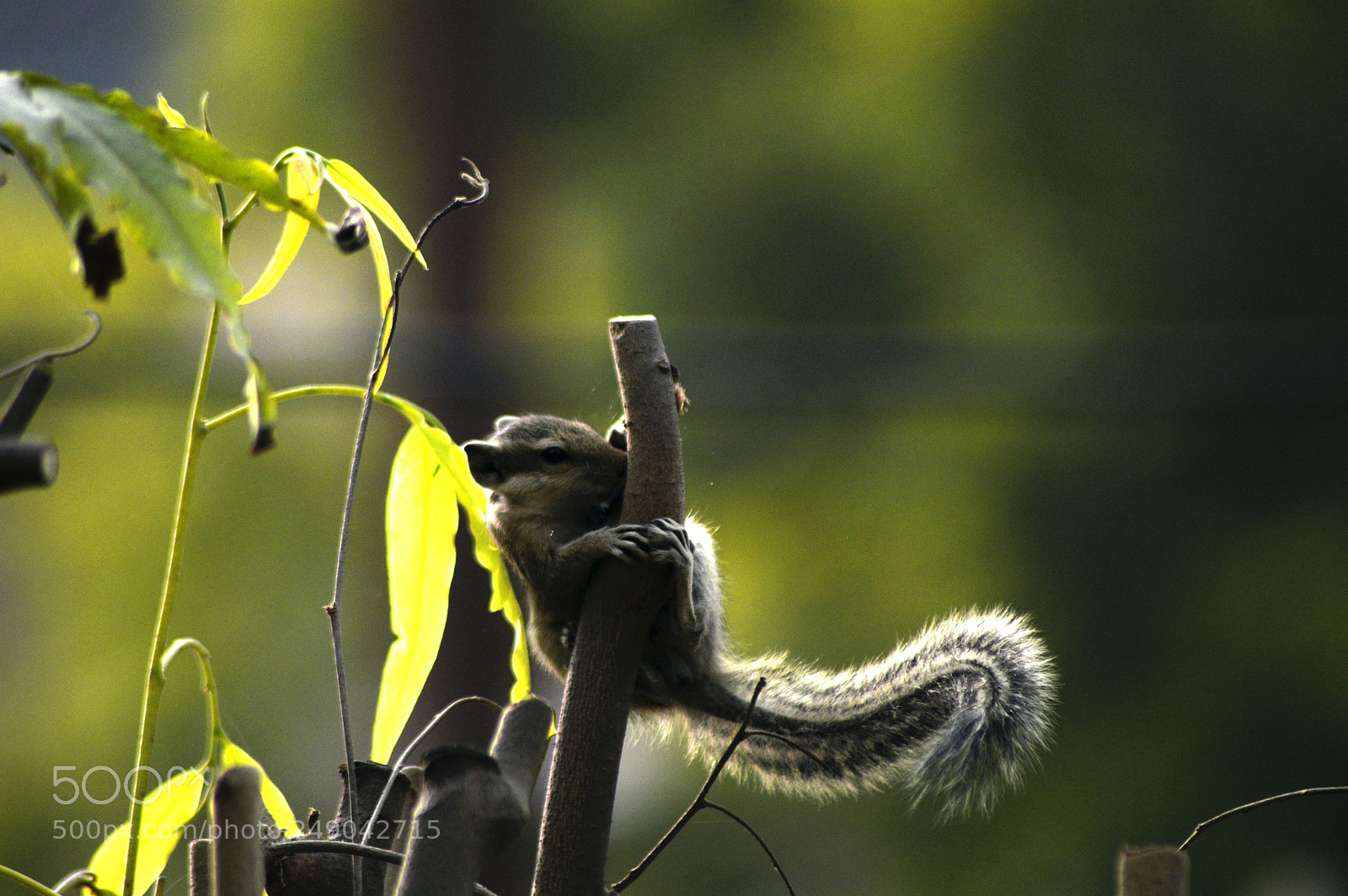 Nikon D3200 sample photo. Baby squirrel photography