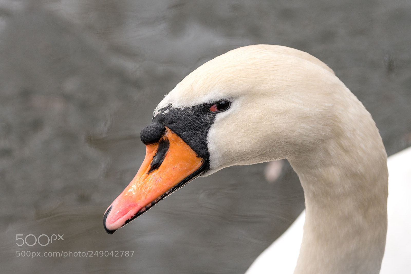 Sony a6500 sample photo. Swan portrait photography