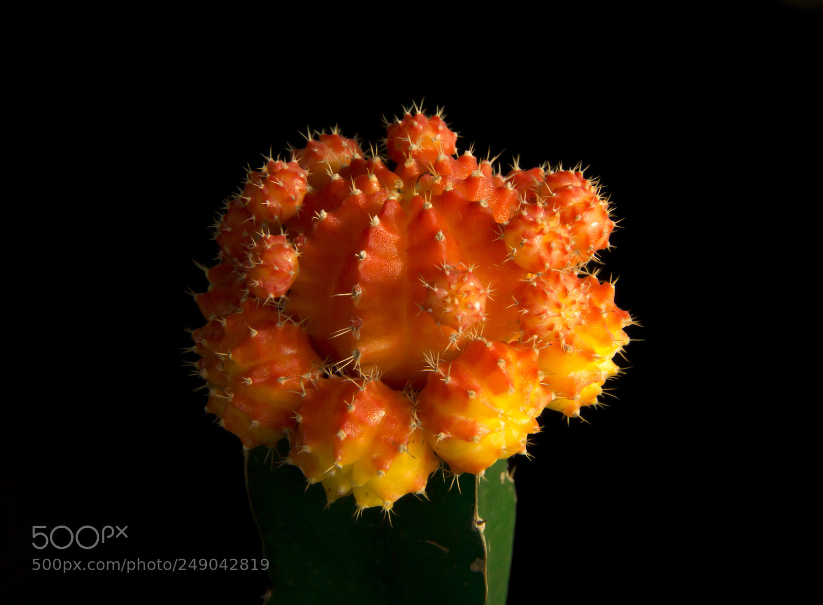 Sony a6000 sample photo. Colored cactus photography