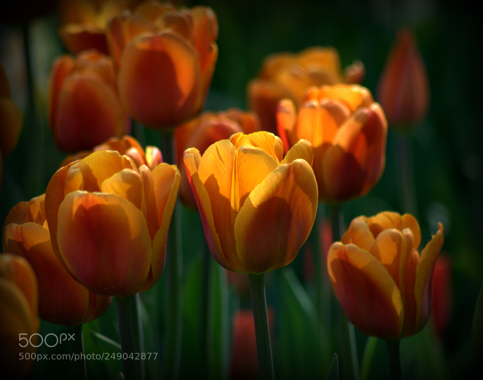 Nikon D3000 sample photo. Orange and red tulips photography