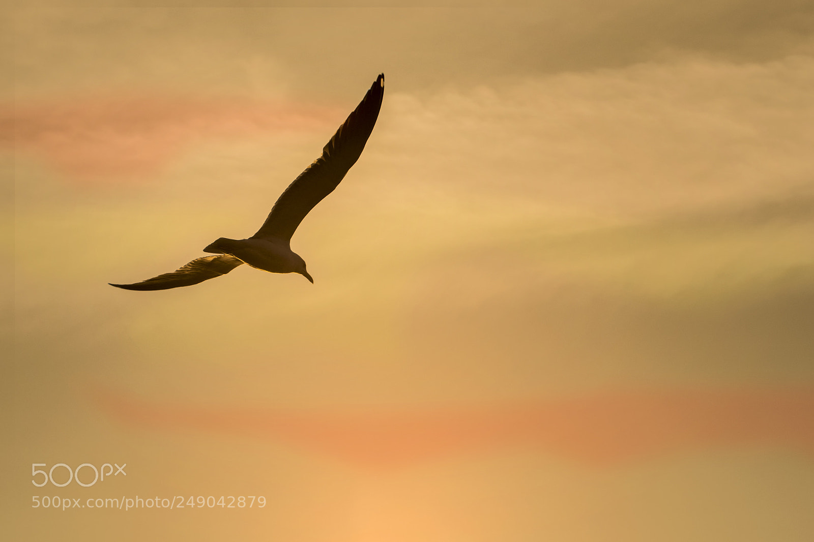Nikon D500 sample photo. Seagull photography