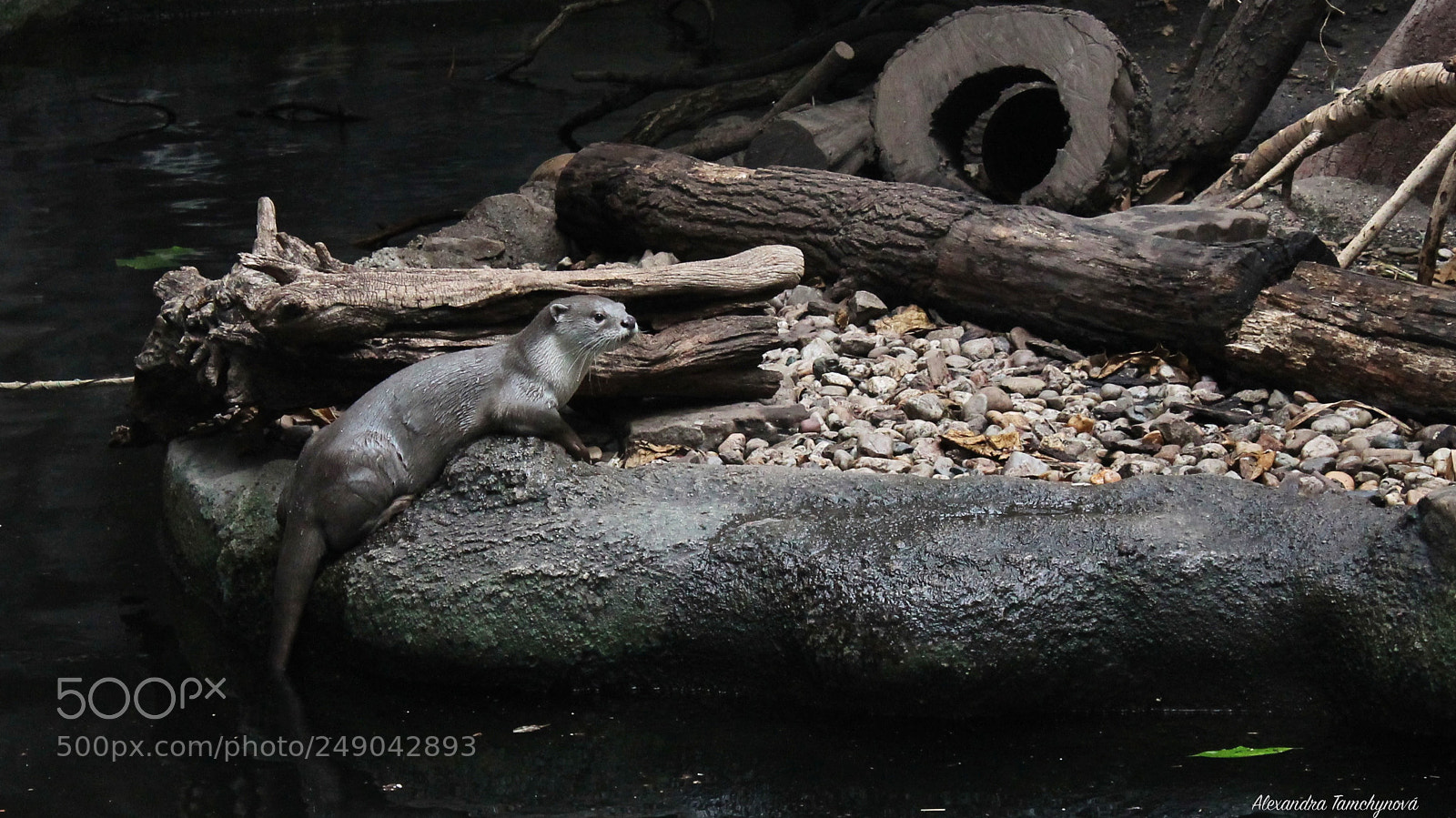 Canon EOS 1100D (EOS Rebel T3 / EOS Kiss X50) sample photo. Smooth-coated otter photography