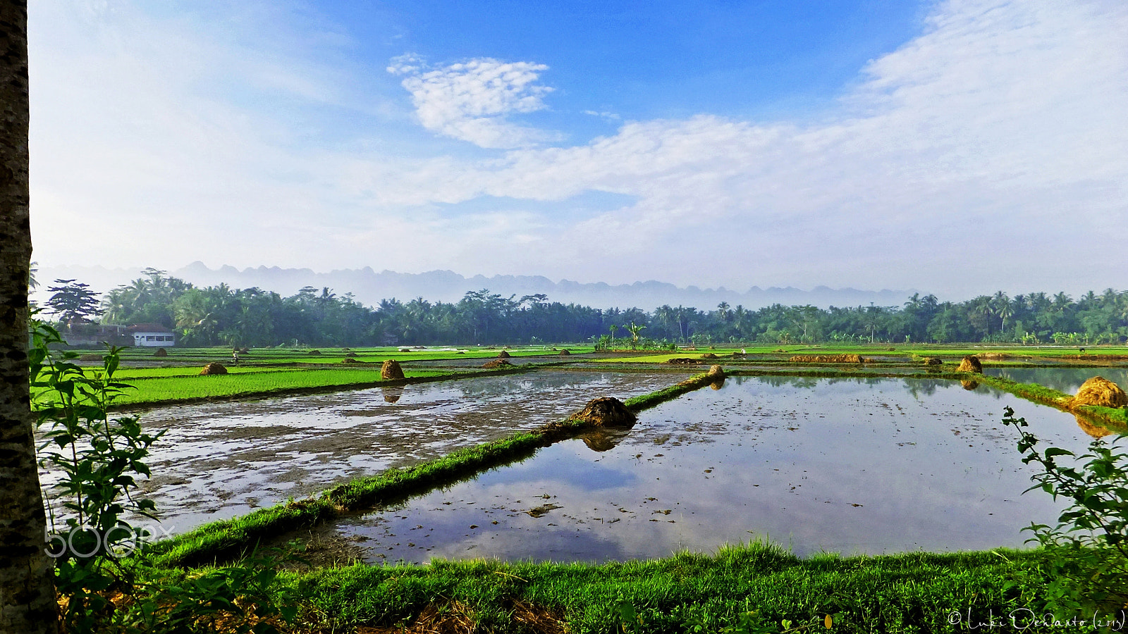 FujiFilm FinePix F500 EXR (FinePix F505 EXR) sample photo. Beautiful rice fields in the morning photography