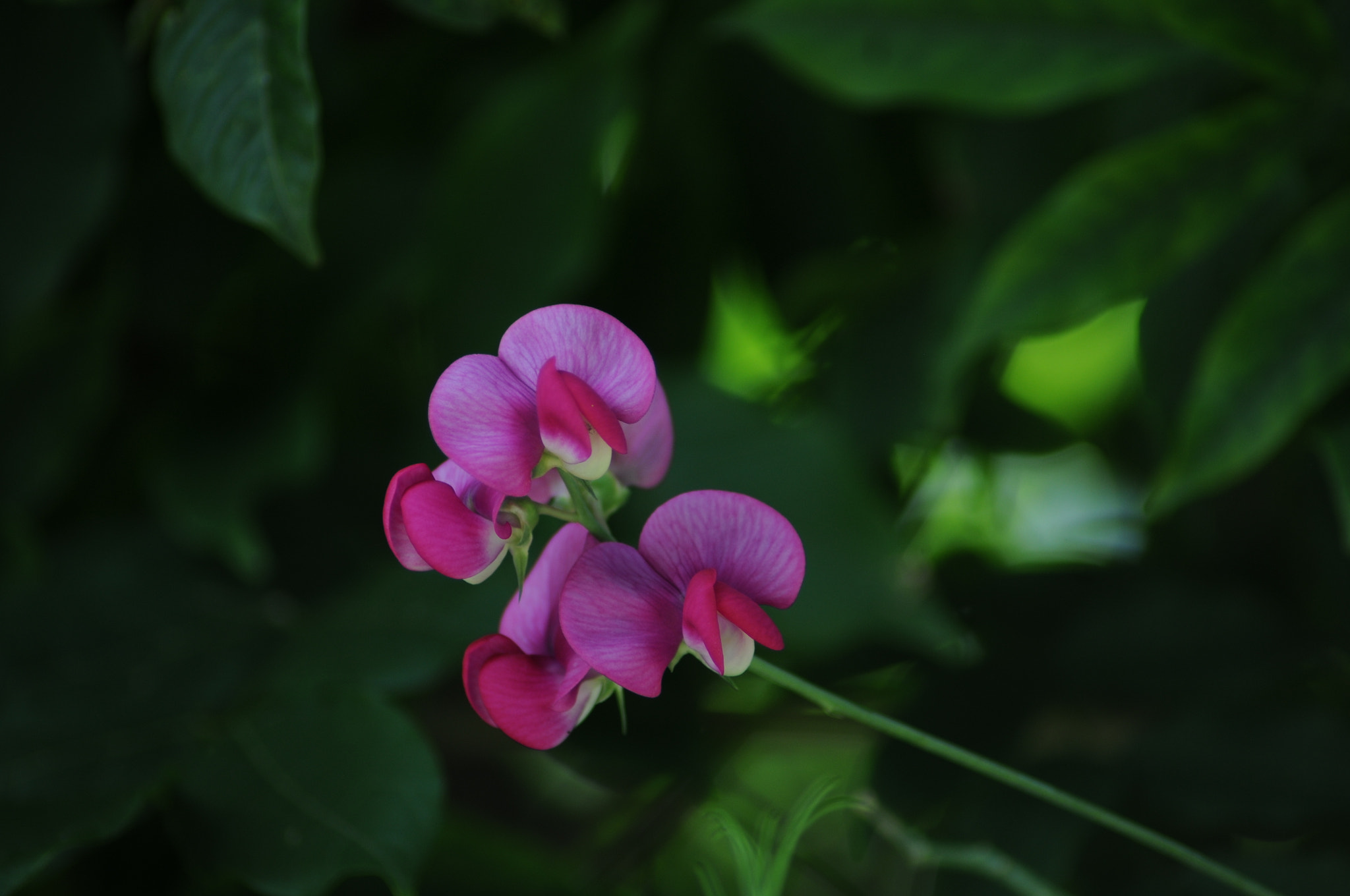 Nikon AF Nikkor 70-300mm F4-5.6G sample photo