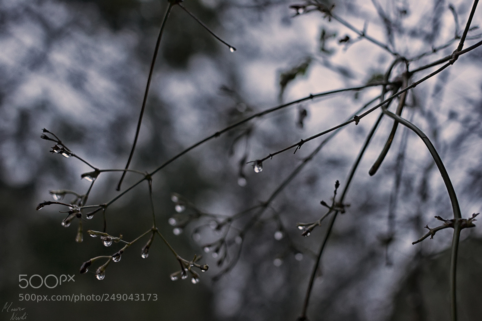 Nikon D3100 sample photo. Drops photography
