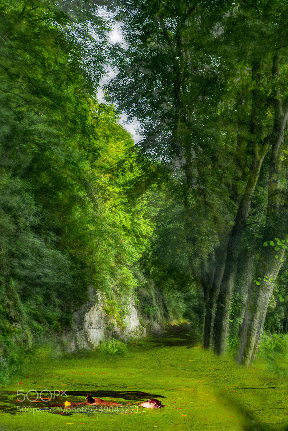 Pentax K-1 sample photo. Fischotter photography