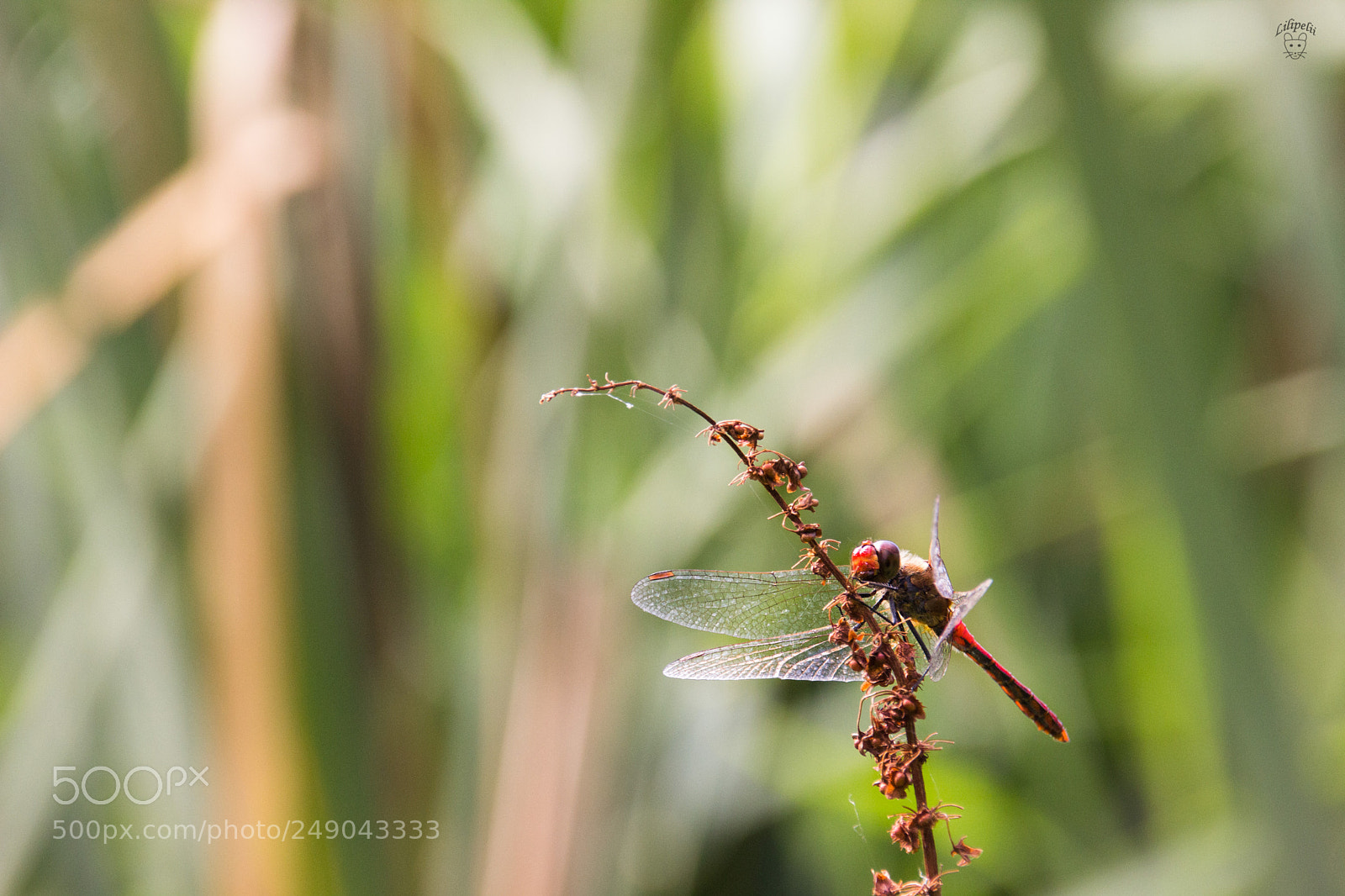 Canon EOS 600D (Rebel EOS T3i / EOS Kiss X5) sample photo. Rouge sur rouge rien photography