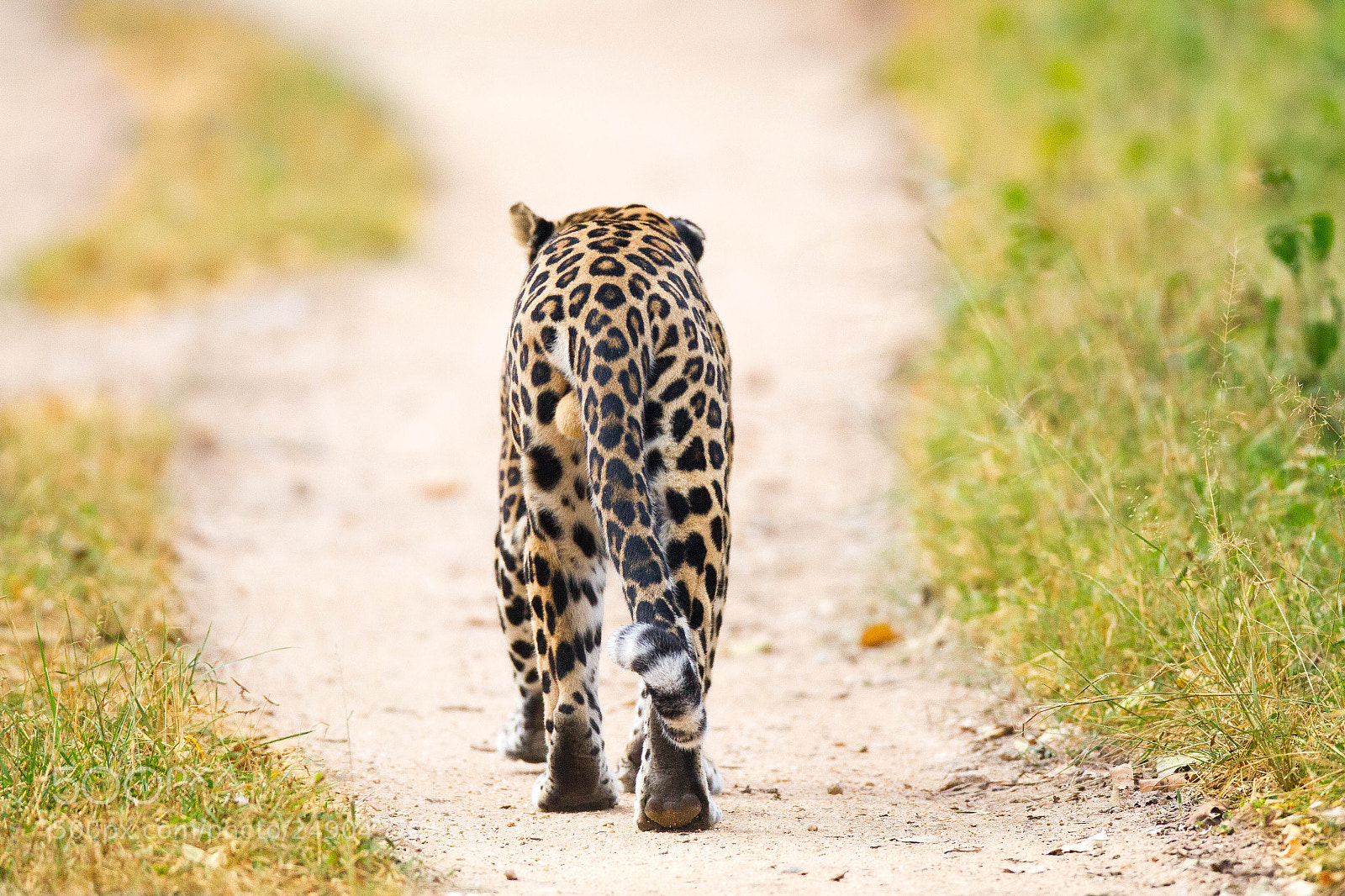Canon EOS 7D sample photo. Leopard photography