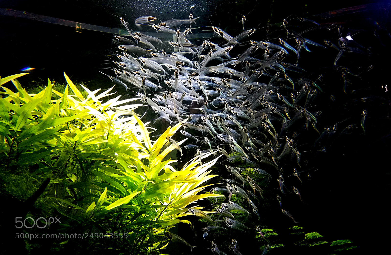 Samsung Galaxy S7 Edge sample photo. Fish bank photography