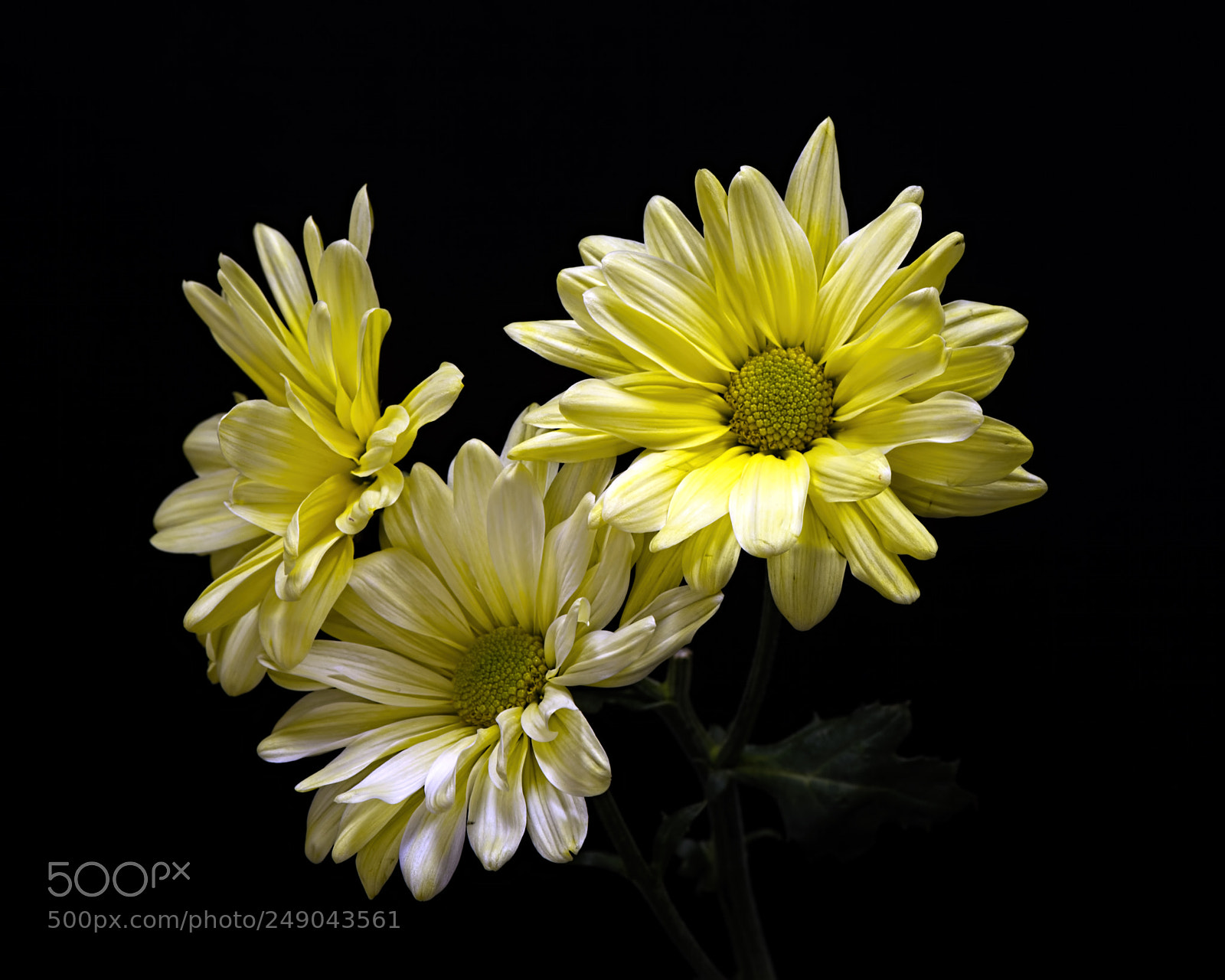 Nikon D810 sample photo. Yellow daisy trio 0309 photography
