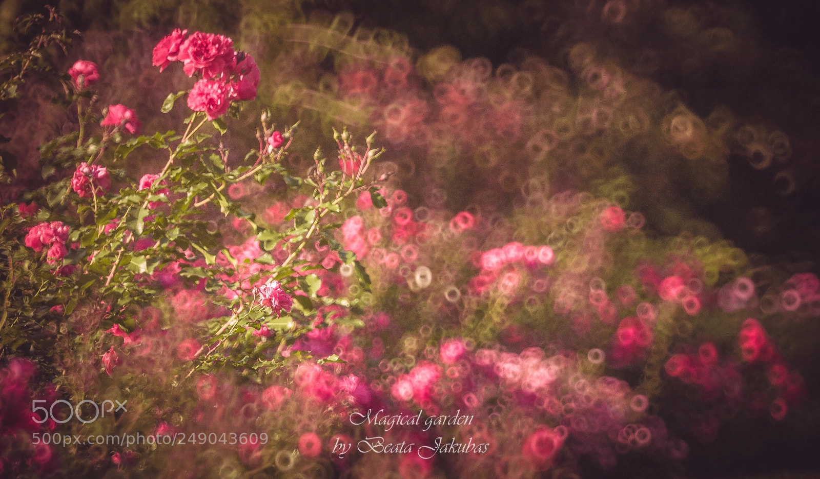 Nikon D300 sample photo. Garden photography