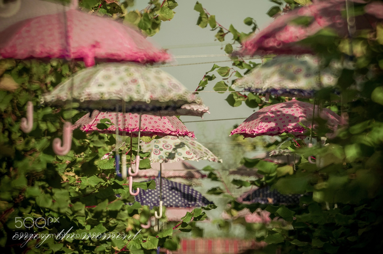 Nikon D300 sample photo. Garden photography