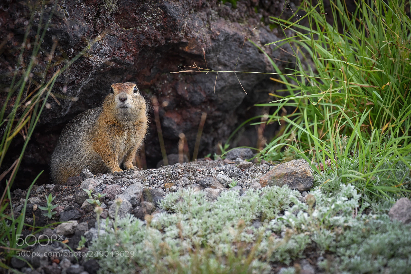 Nikon D810 sample photo. Curious photography