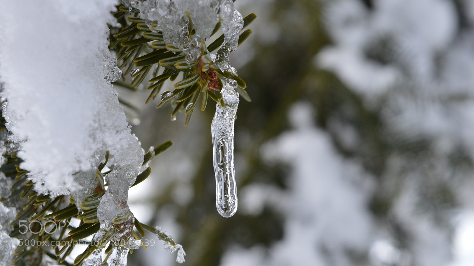 Nikon D3200 sample photo. 168.jpg photography