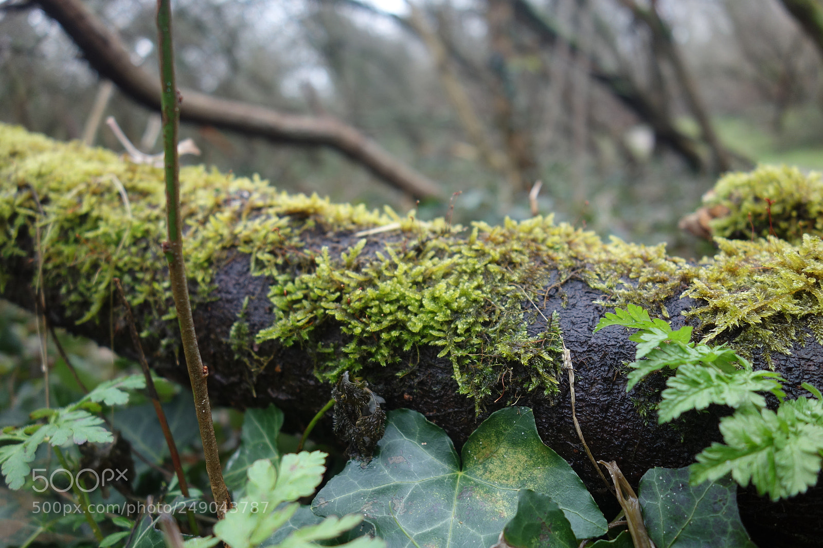 Sony Cyber-shot DSC-RX100 sample photo. Mossy photography