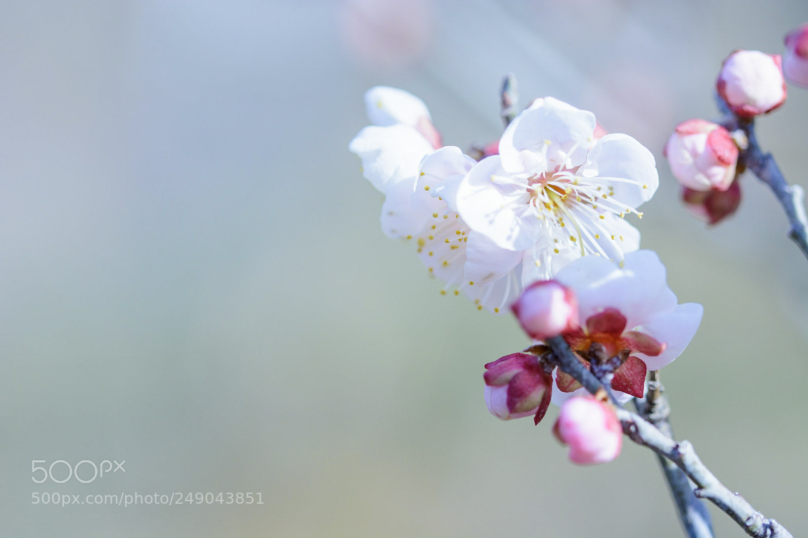 Nikon D7100 sample photo. Ume photography