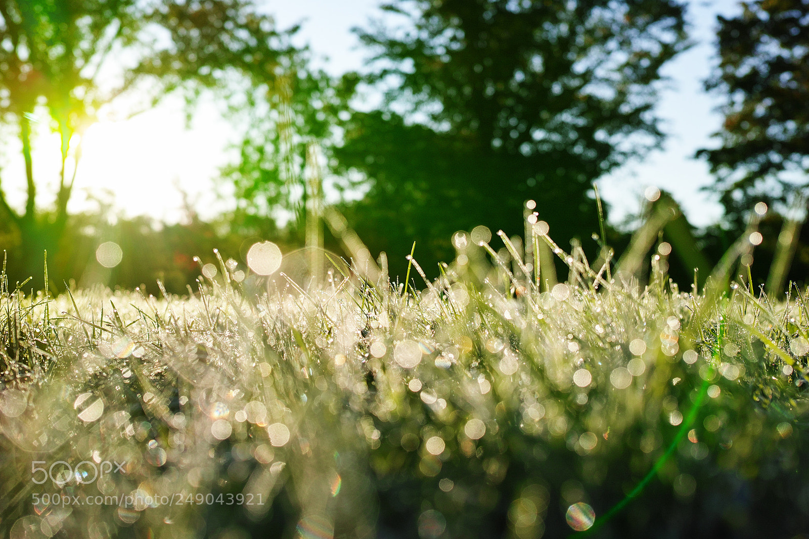 Sigma dp2 Quattro sample photo. Good morning,green！ photography