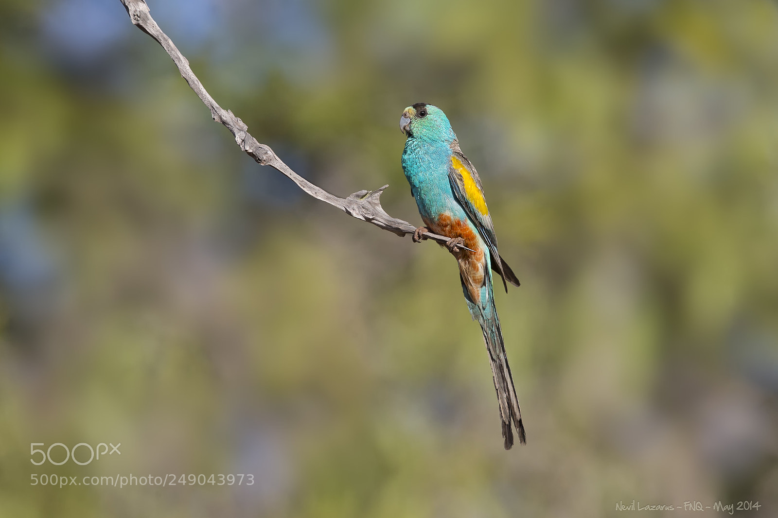 Canon EOS-1D X sample photo. Golden-shouldered parrot photography