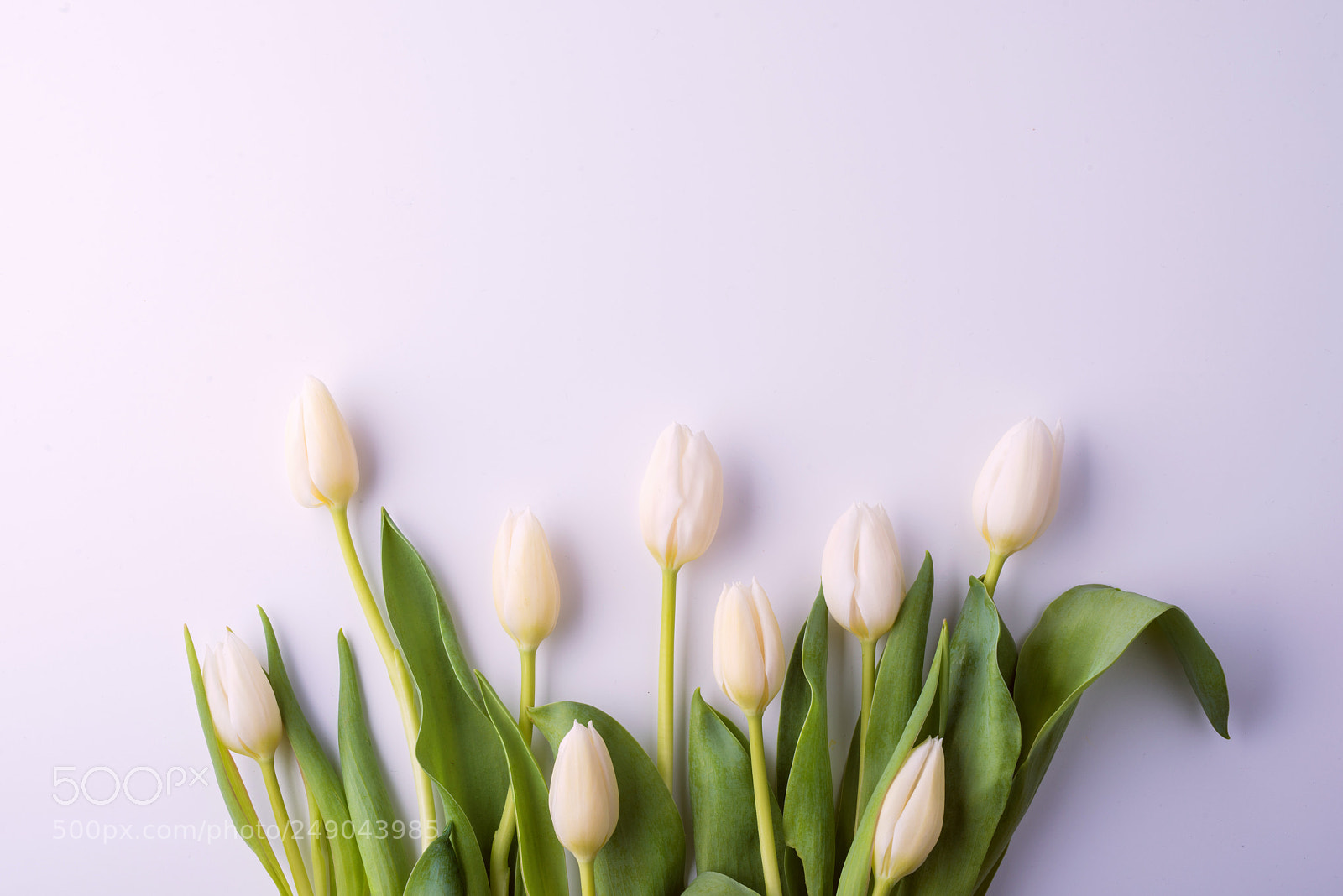 Nikon D800 sample photo. Easter and spring flat photography