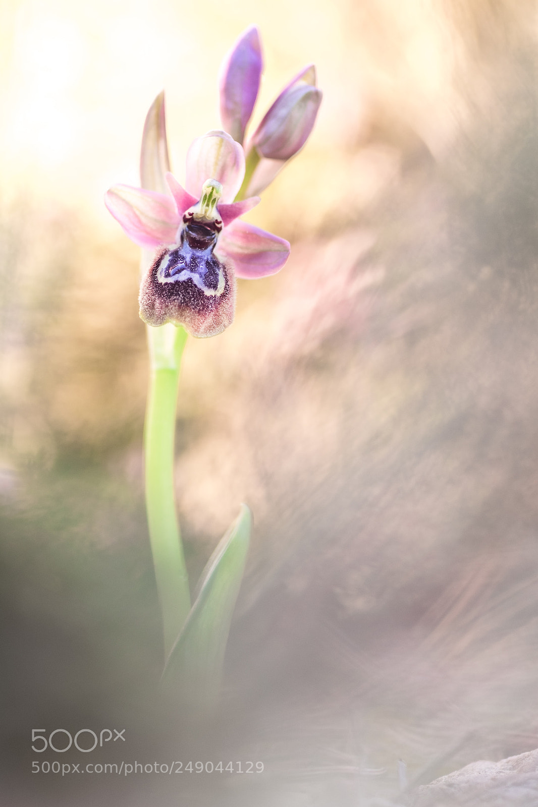 Fujifilm X-T10 sample photo. O. fusca x o photography