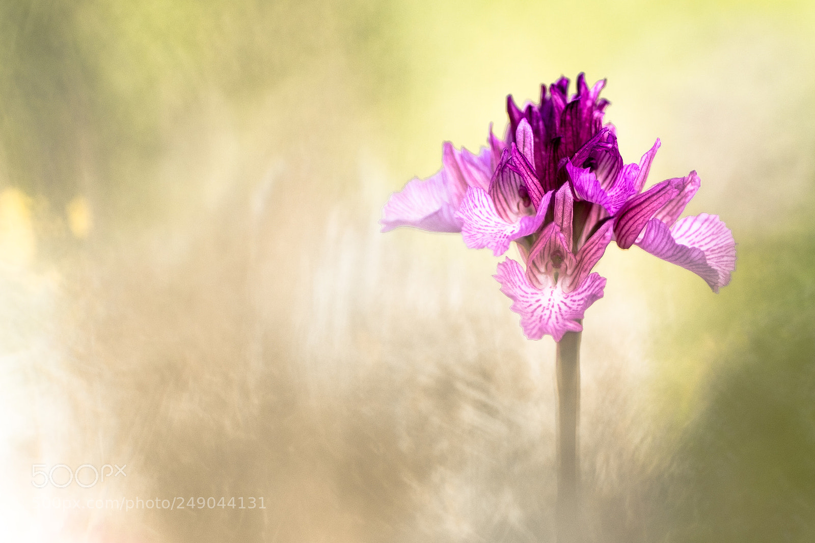 Fujifilm X-T10 sample photo. Orchis papilonacea 18´ version 1 photography
