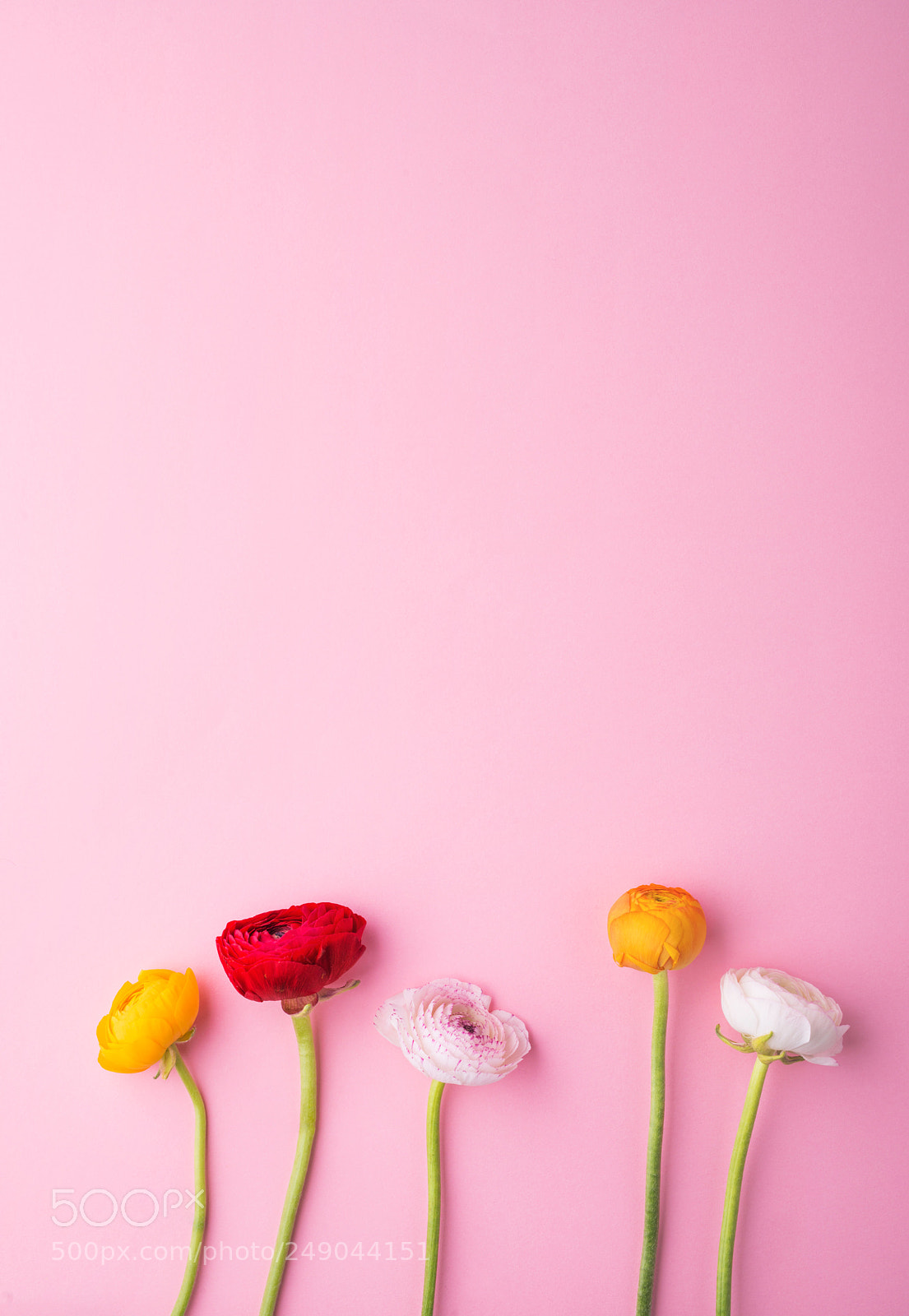 Nikon D800 sample photo. Easter and spring flat photography