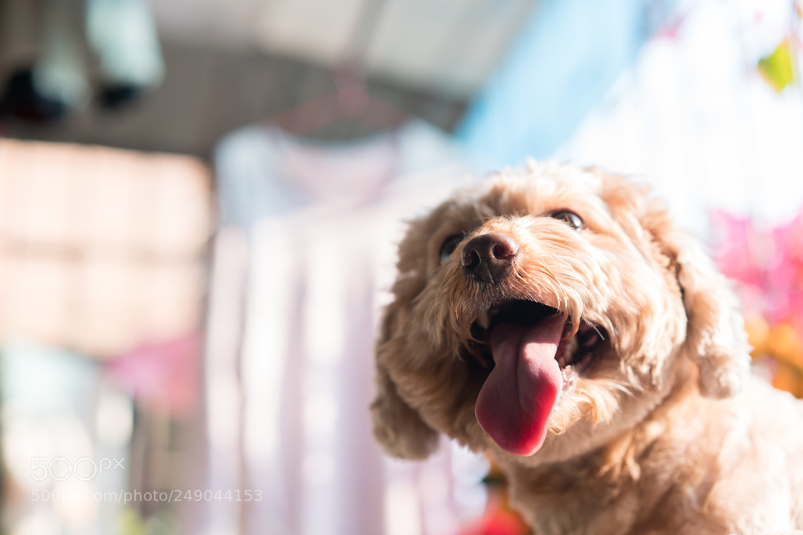 Sony a7R II sample photo. Dongdong photography