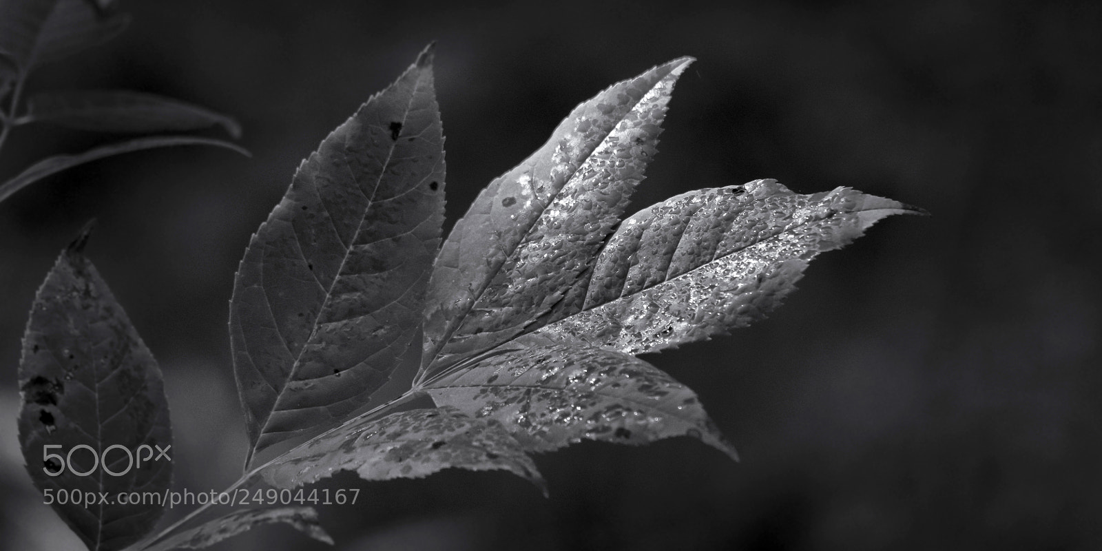 Nikon D810 sample photo. Patches of light iv photography