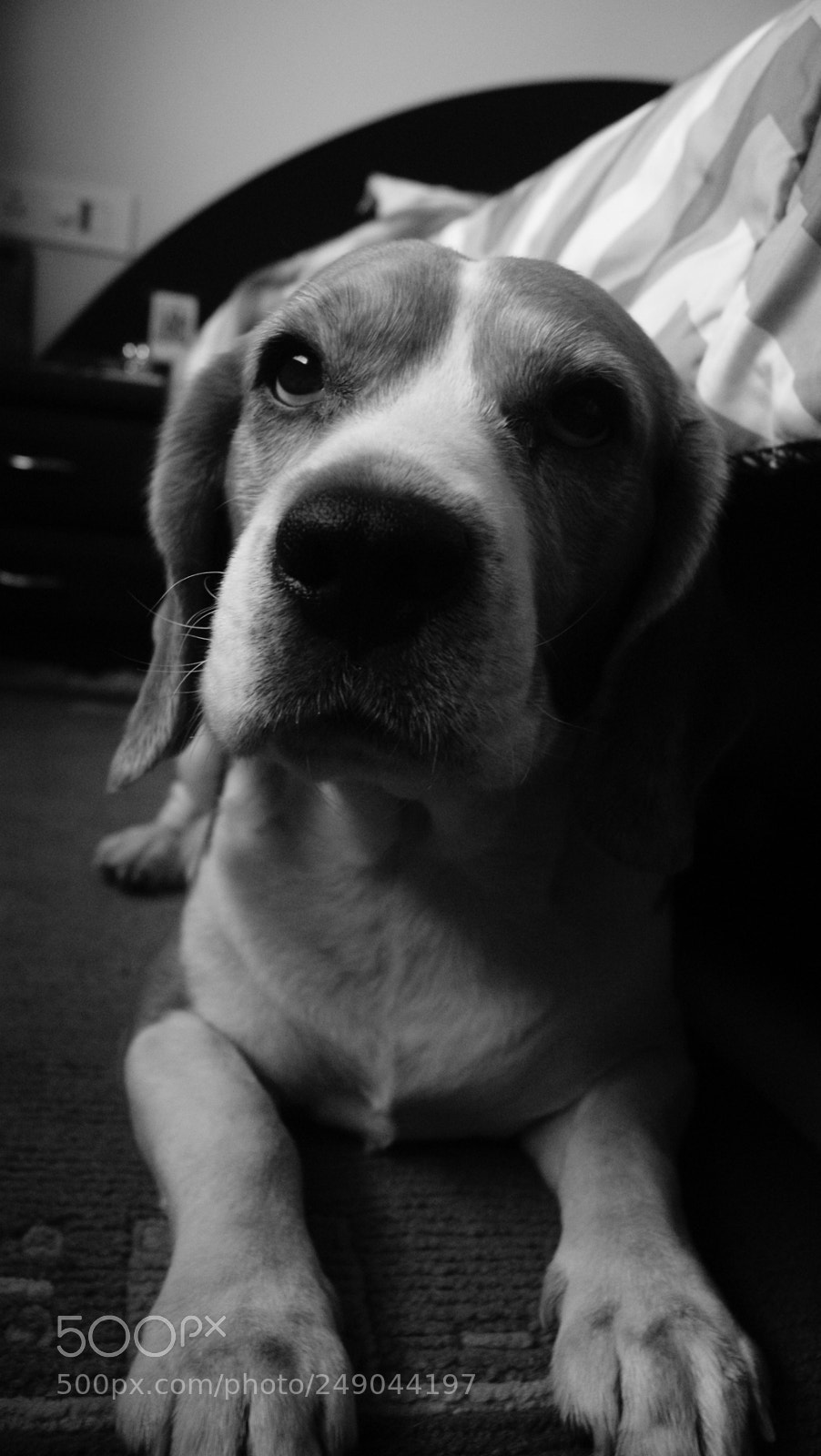Sony Alpha DSLR-A330 sample photo. Beau:  the beagle photography