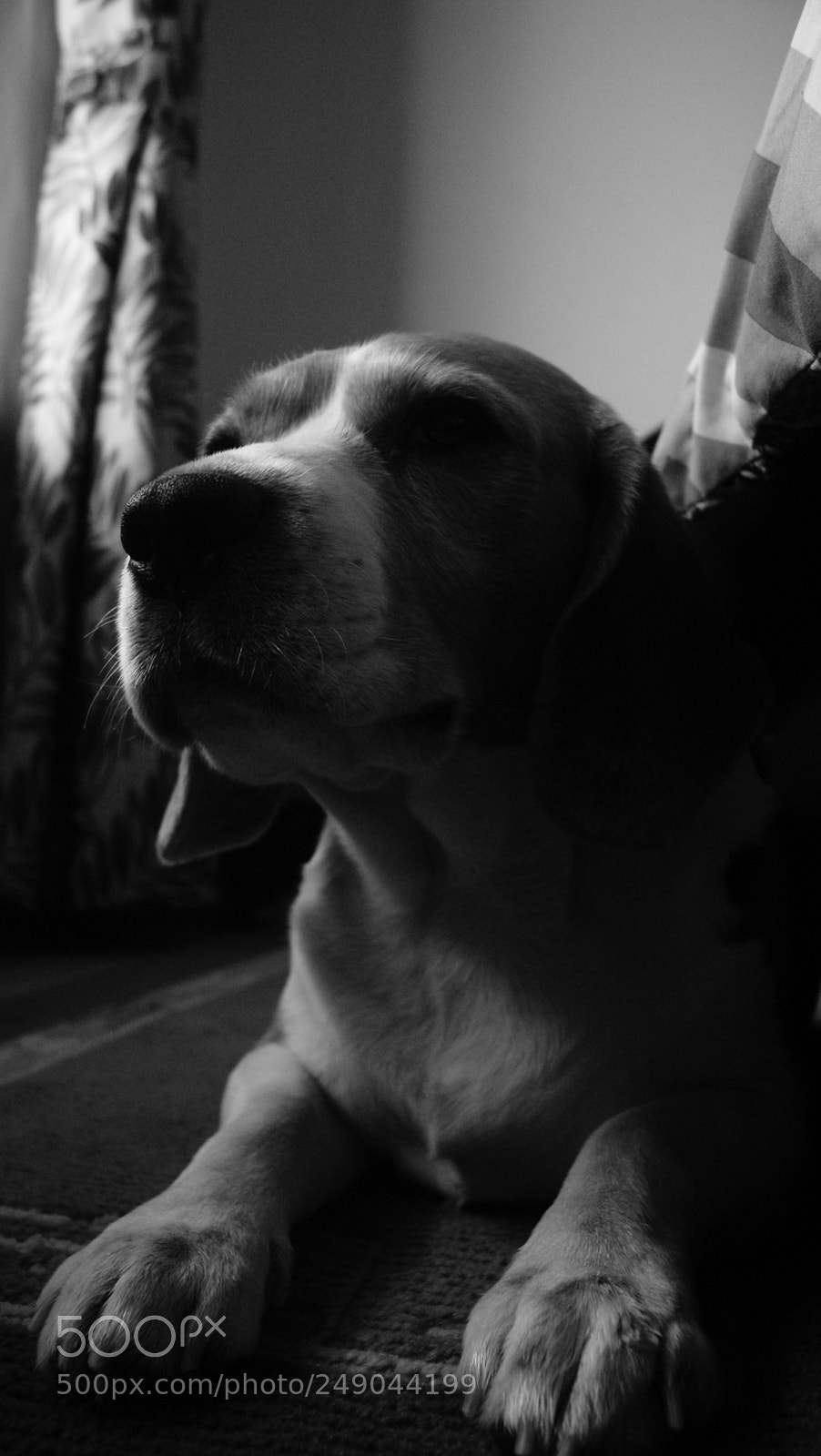 Sony Alpha DSLR-A330 sample photo. Beau:  the beagle photography