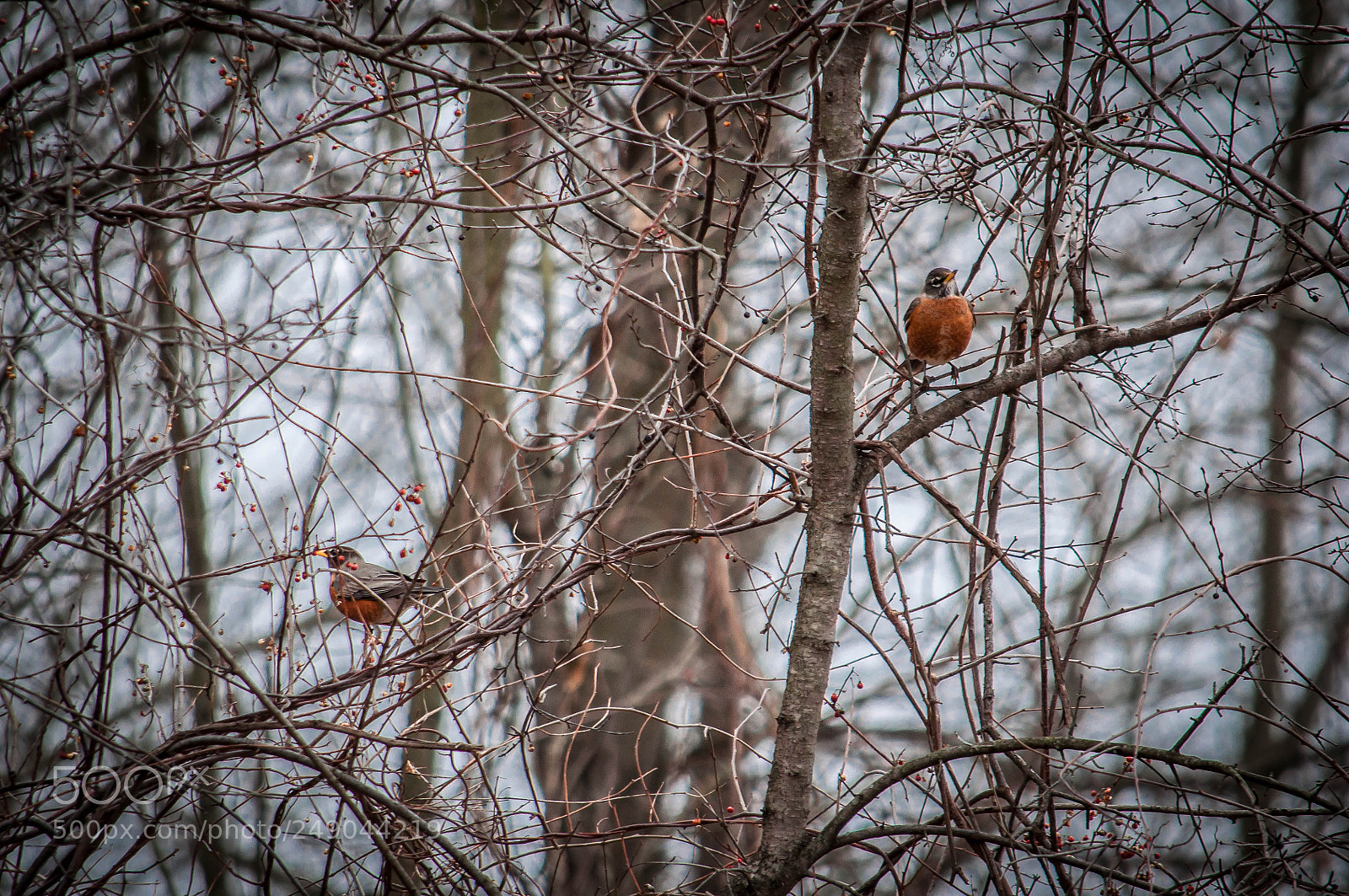 Nikon D90 sample photo. Precisely robin 2 photography