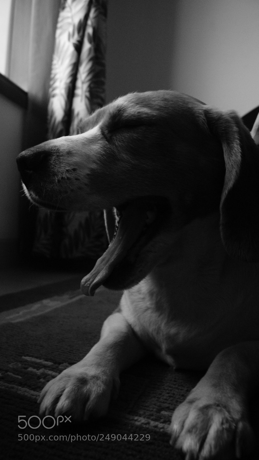 Sony Alpha DSLR-A330 sample photo. Beau:  the beagle photography