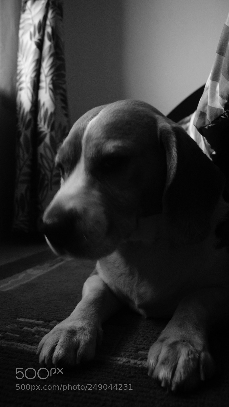Sony Alpha DSLR-A330 sample photo. Beau:  the beagle photography