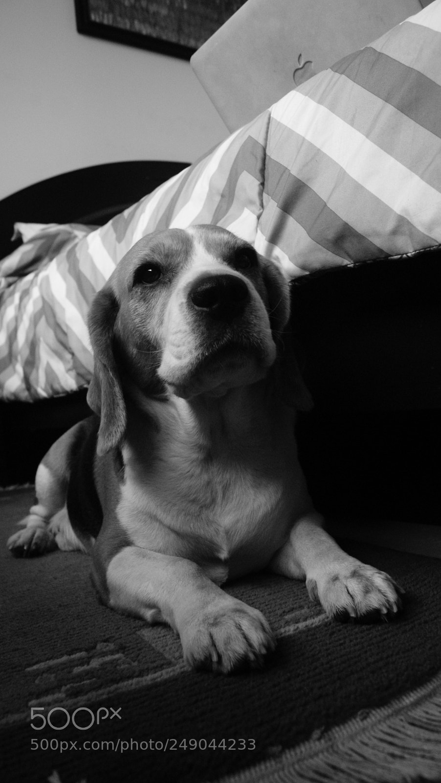 Sony Alpha DSLR-A330 sample photo. Beau:  the beagle photography