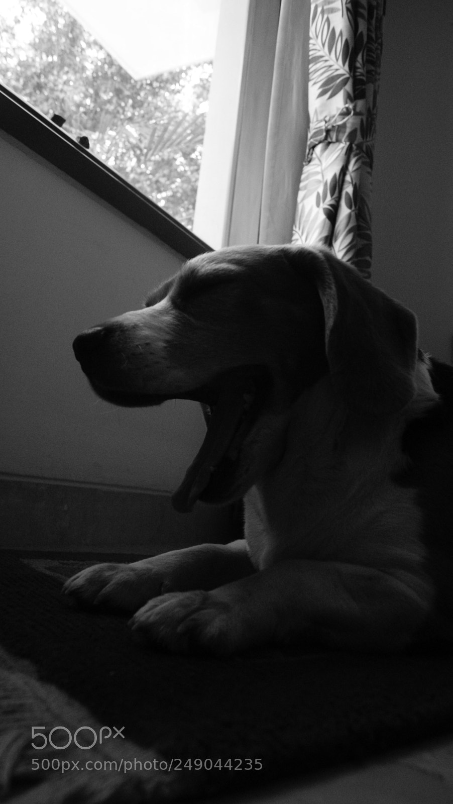 Sony Alpha DSLR-A330 sample photo. Beau:  the beagle photography