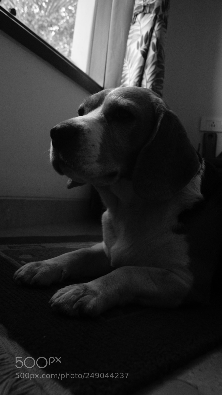 Sony Alpha DSLR-A330 sample photo. Beau:  the beagle photography