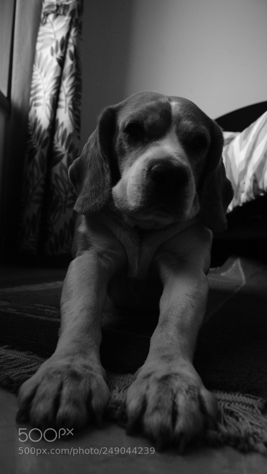 Sony Alpha DSLR-A330 sample photo. Beau:  the beagle photography