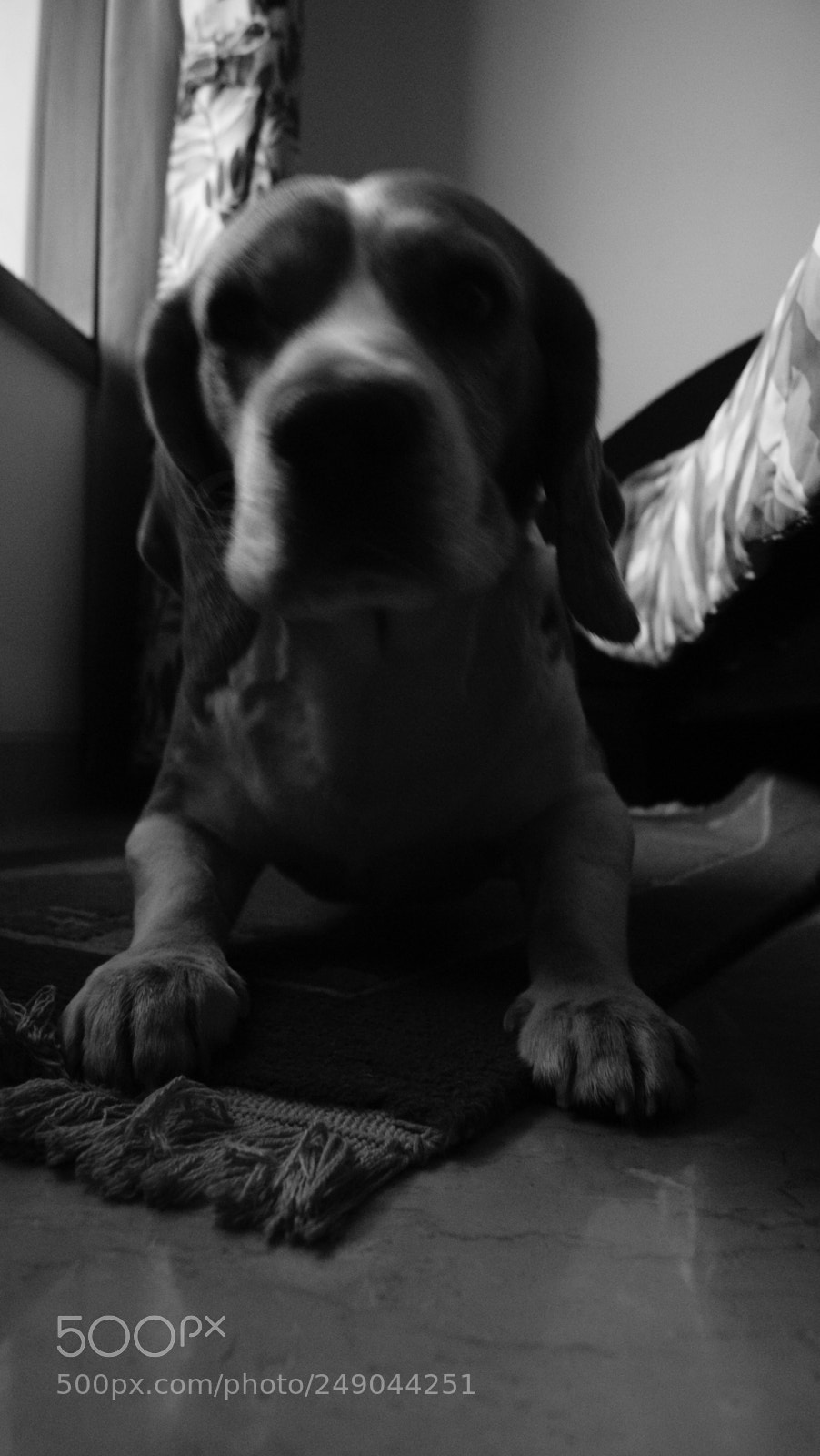 Sony Alpha DSLR-A330 sample photo. Beau:  the beagle photography