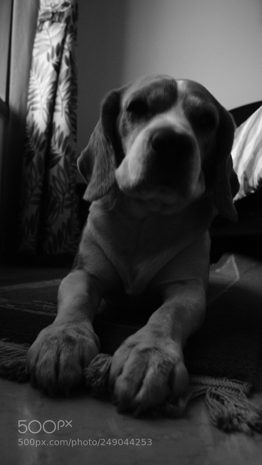 Sony Alpha DSLR-A330 sample photo. Beau:  the beagle photography