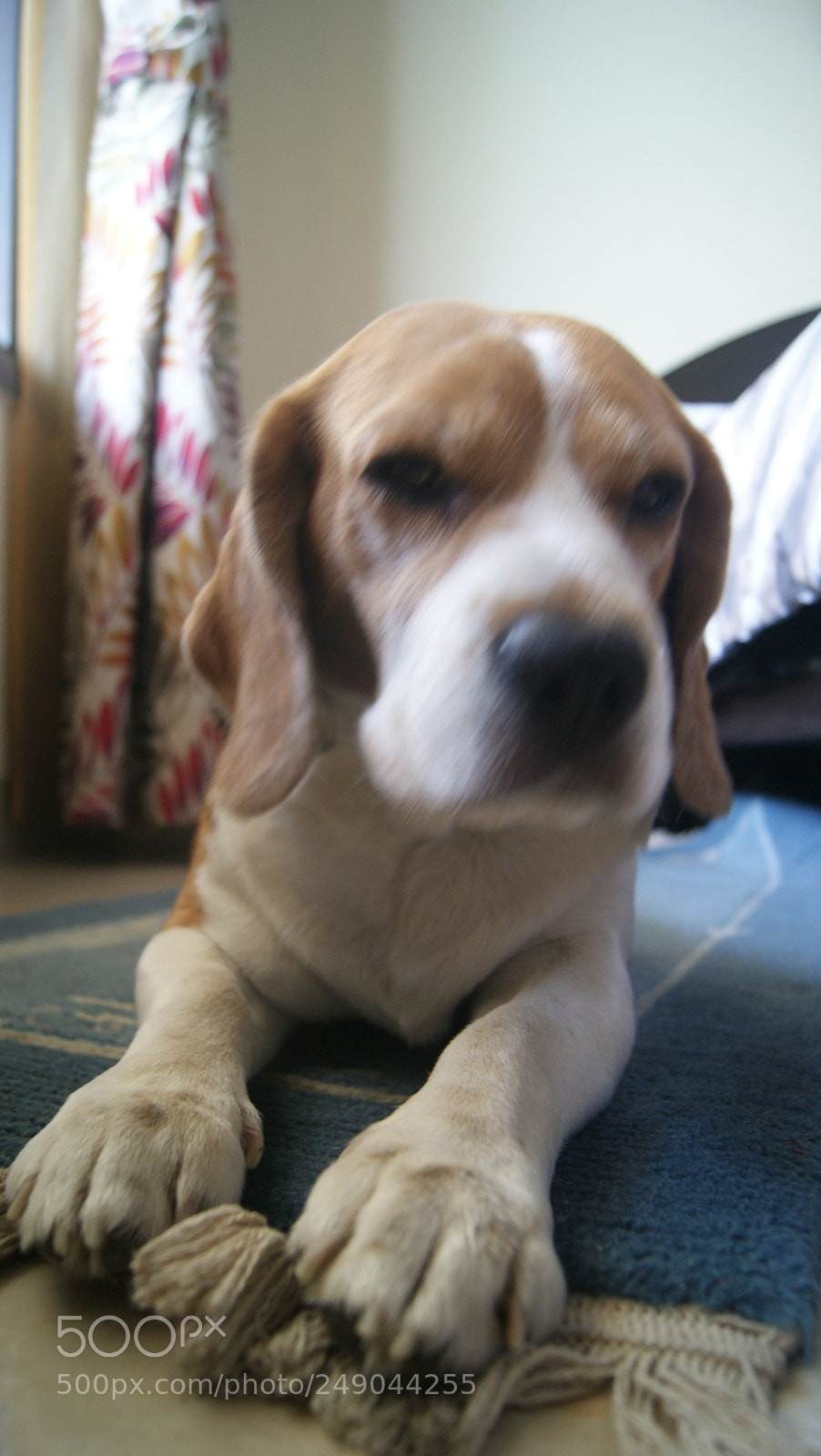 Sony Alpha DSLR-A330 sample photo. Beau:  the beagle photography