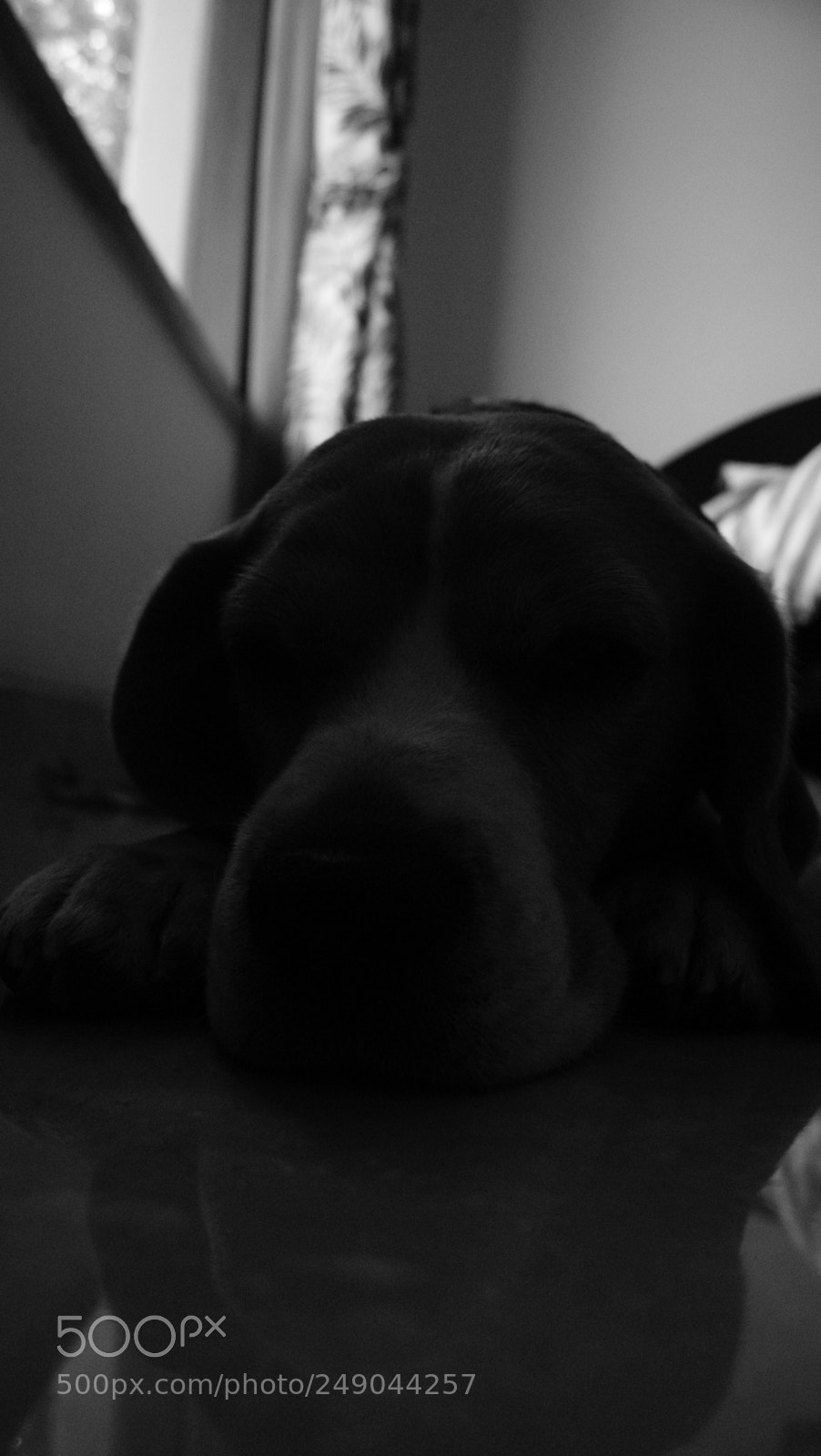 Sony Alpha DSLR-A330 sample photo. Beau:  the beagle photography