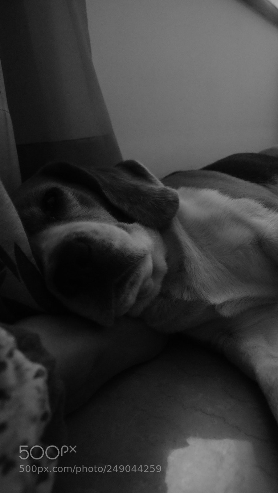Sony Alpha DSLR-A330 sample photo. Beau:  the beagle photography