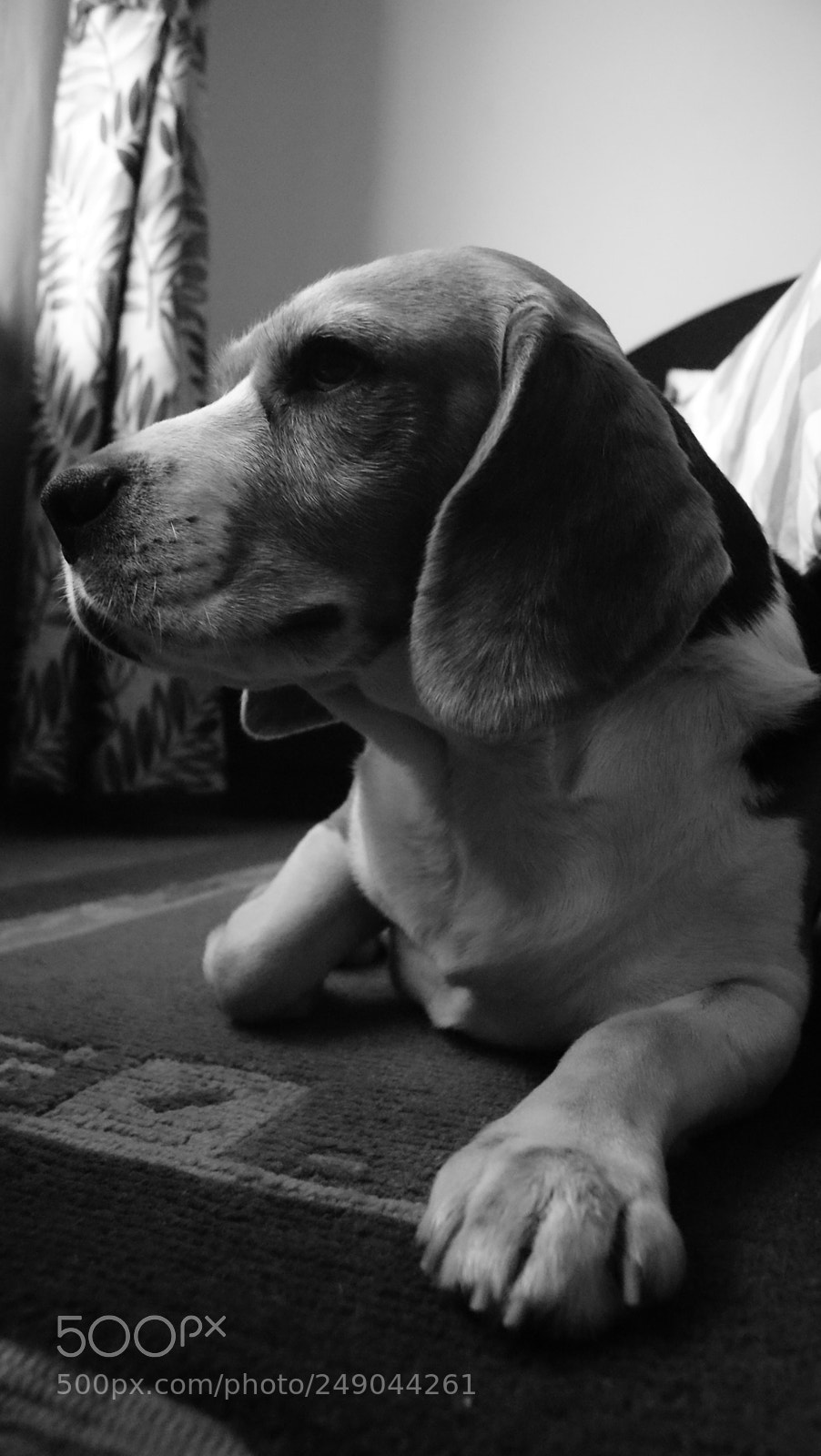 Sony Alpha DSLR-A330 sample photo. Beau:  the beagle photography