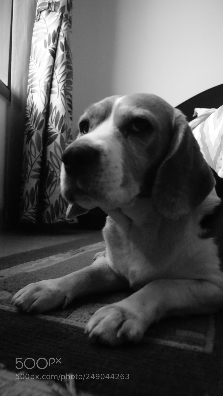 Sony Alpha DSLR-A330 sample photo. Beau:  the beagle photography