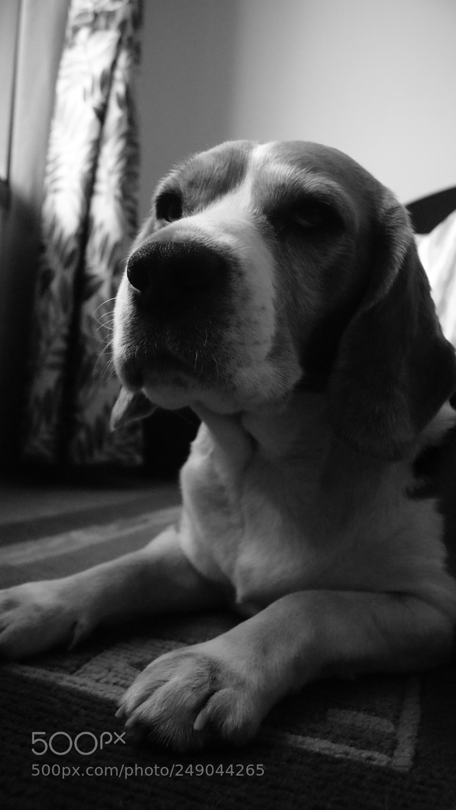 Sony Alpha DSLR-A330 sample photo. Beau:  the beagle photography