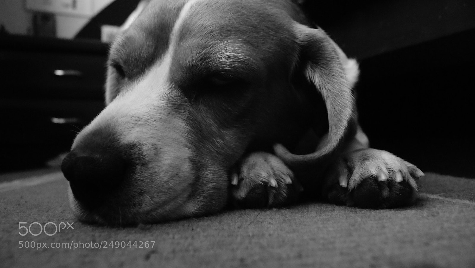 Sony Alpha DSLR-A330 sample photo. Beau:  the beagle photography