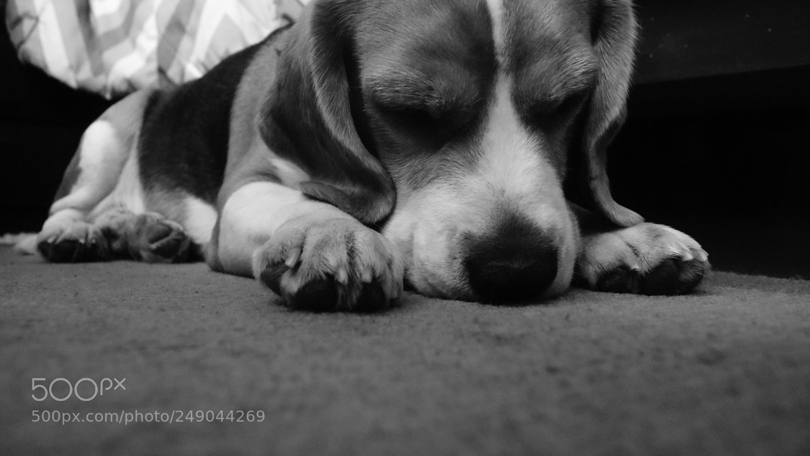 Sony Alpha DSLR-A330 sample photo. Beau:  the beagle photography