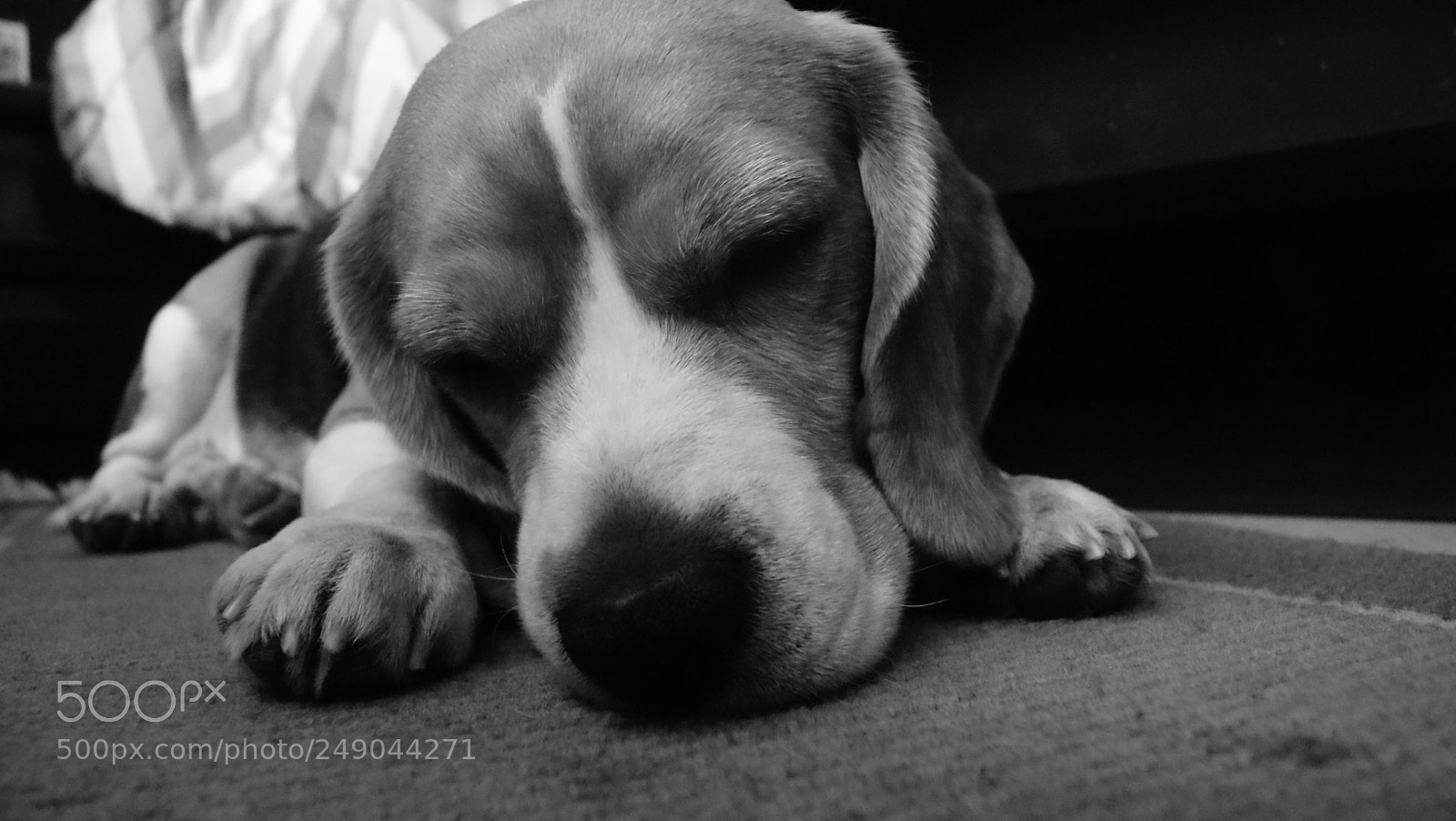 Sony Alpha DSLR-A330 sample photo. Beau:  the beagle photography